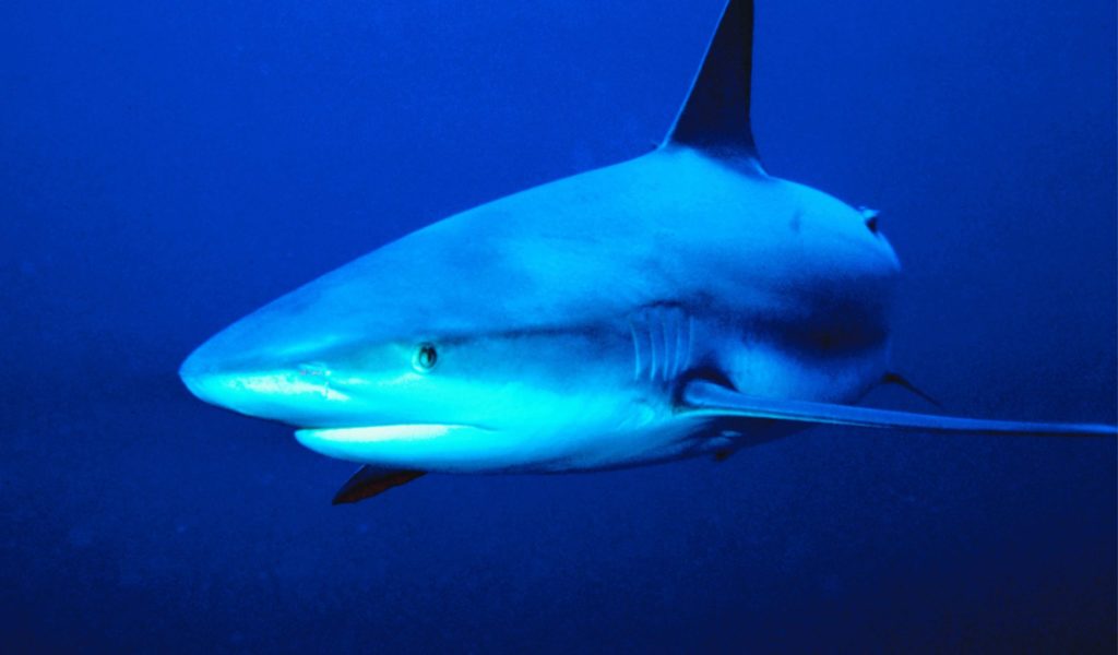 Shark attacks in Australia