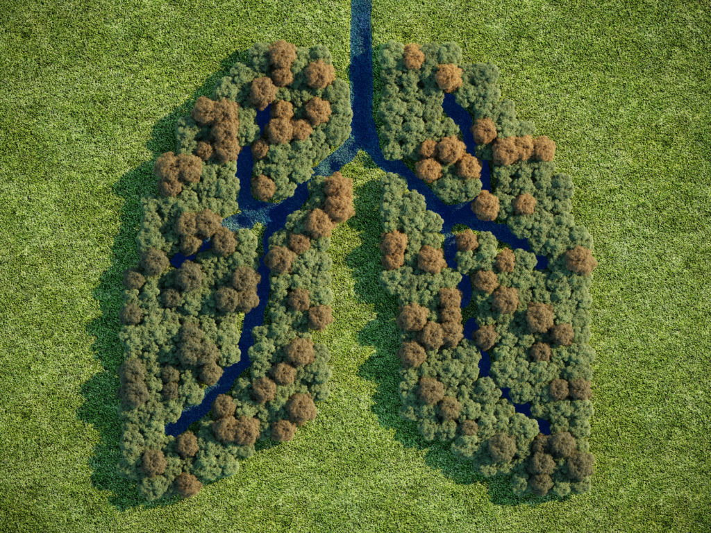 Forest in shape of lung, (3d render)