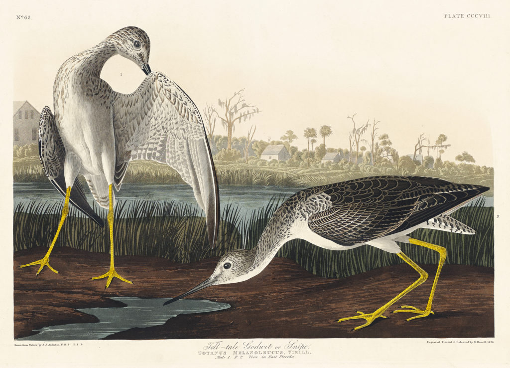 Tell-tale Godwit or Snipe from Birds of America (1827) by John James Audubon, etched by William Home Lizars. Original from University of Pittsburg. Digitally enhanced by rawpixel.