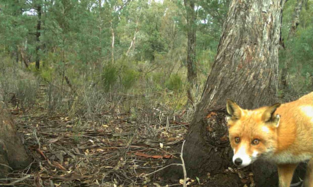 Image source: Australian Wildlife Conservancy