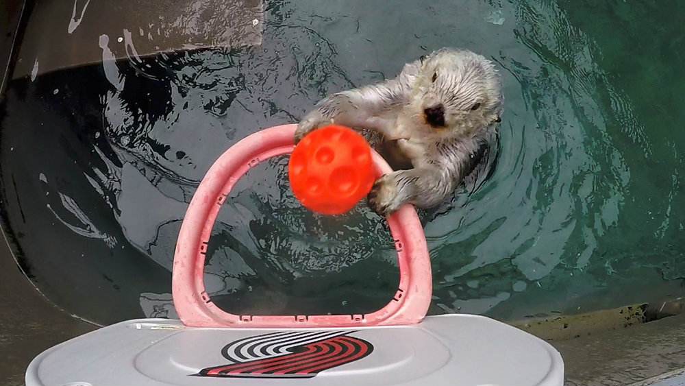 Juno the otter with another dunk