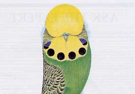A 3/4 view of an artist's rendition of perfect budgie
